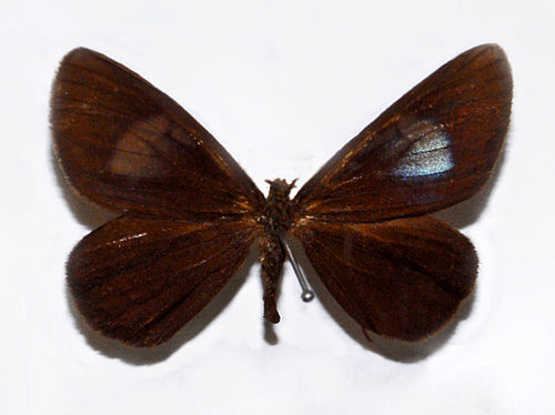 Drymoea alcera